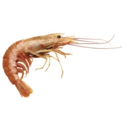 langostino.jpg