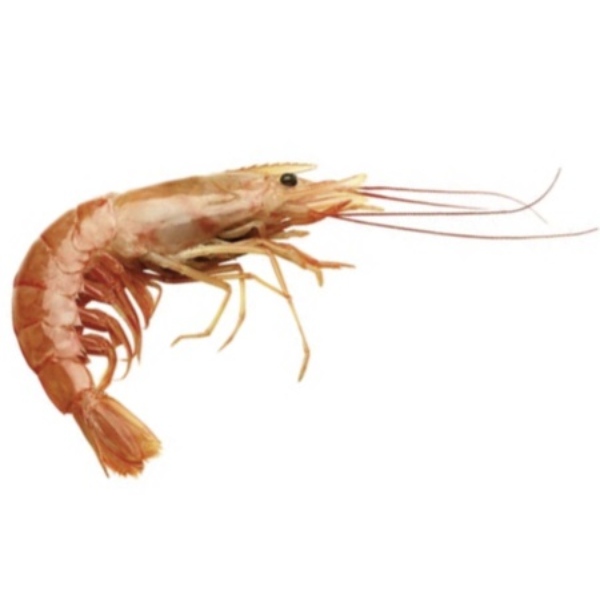 langostino.jpg